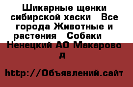 Шикарные щенки сибирской хаски - Все города Животные и растения » Собаки   . Ненецкий АО,Макарово д.